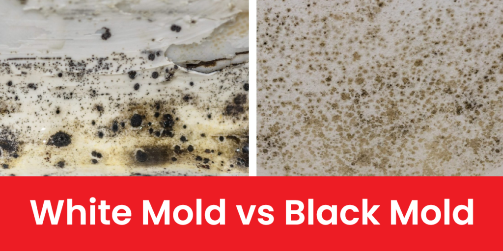White Mold vs Black Mold: What You Need to Know