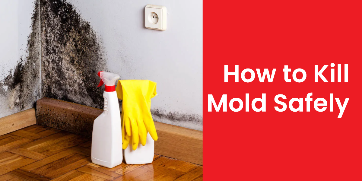 how to kill mold