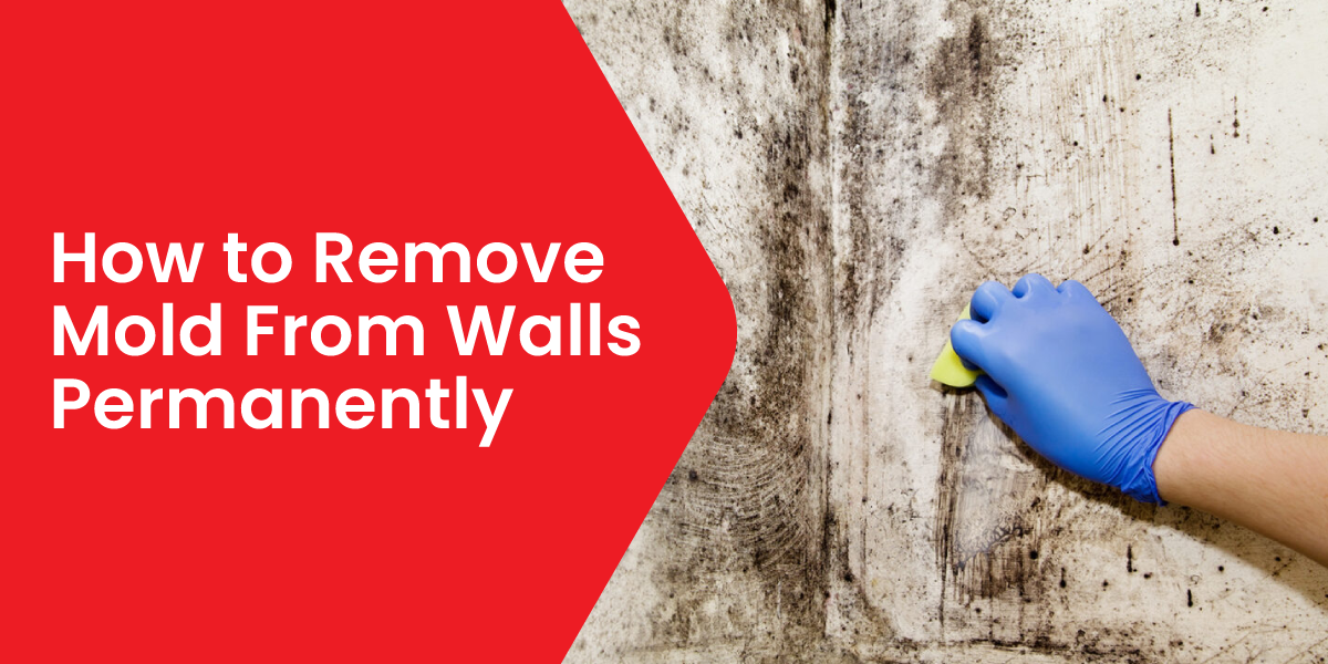 How to Remove Mold From Walls Permanently