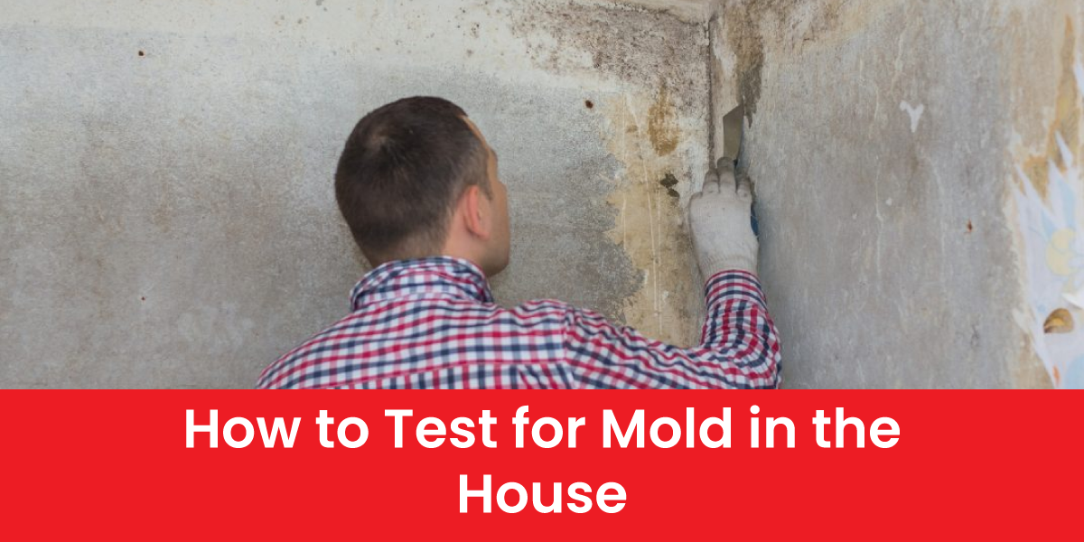 How to Test for Mold in the House: 5 Key Ways