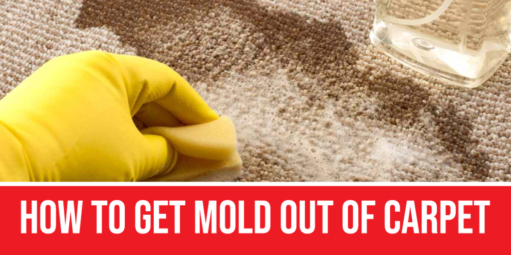 How to get mold out of carpet