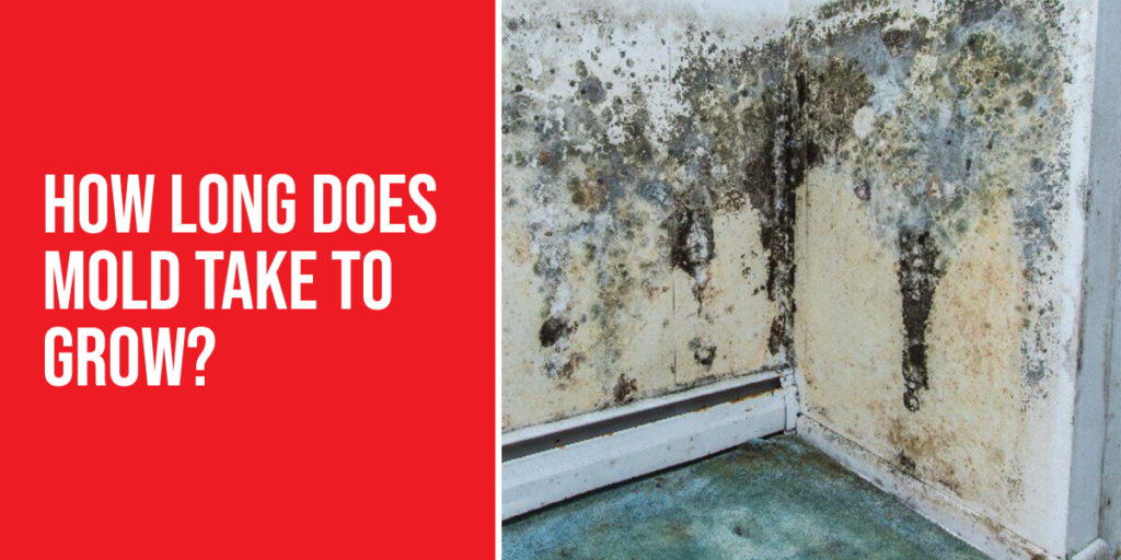 How Long Does Mold Take to Grow? Find Out Now!